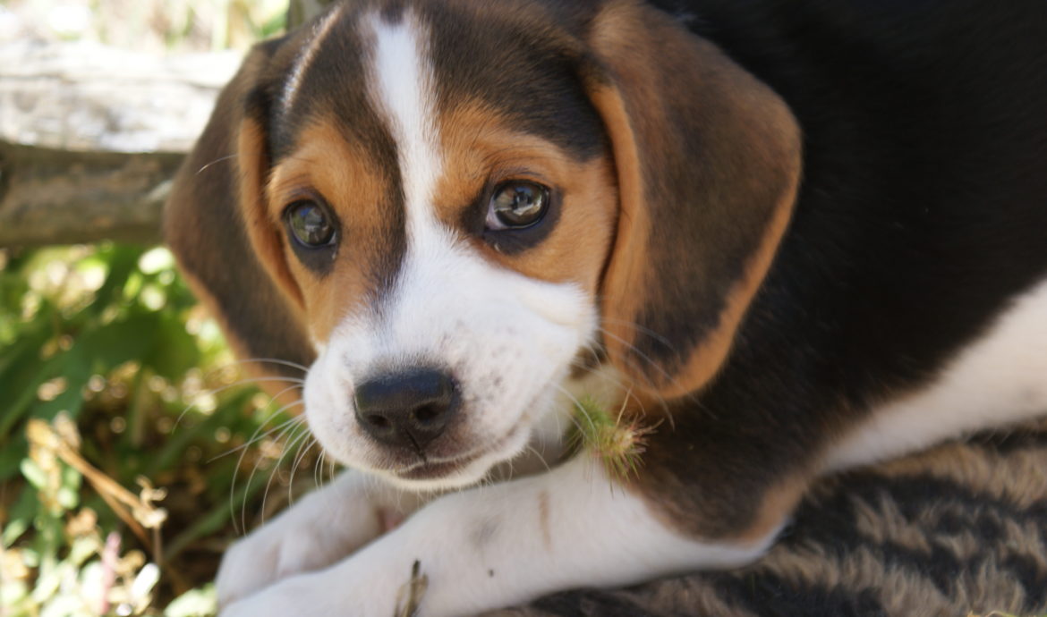Chiot Beagle de FACE