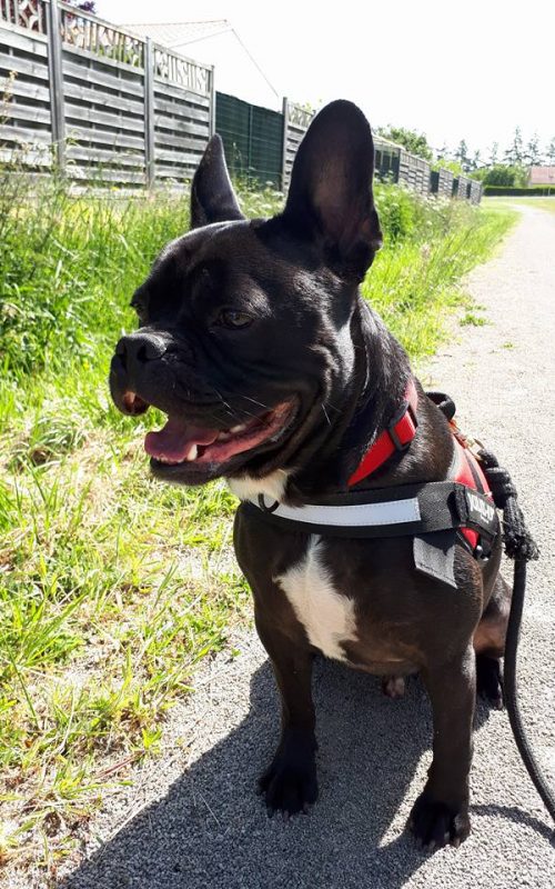 Chien mâle Bouledogue Français croisé Cané Corso