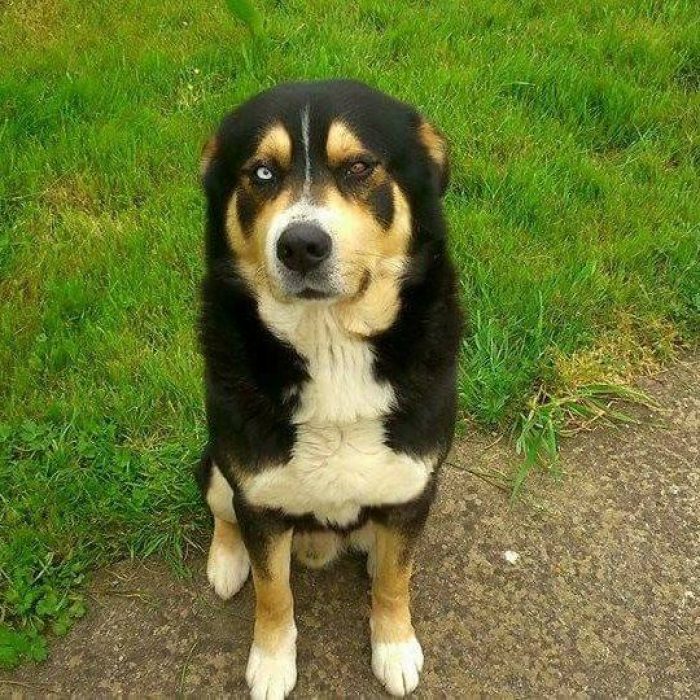 Mâle Bouvier Bernois croisé Husky