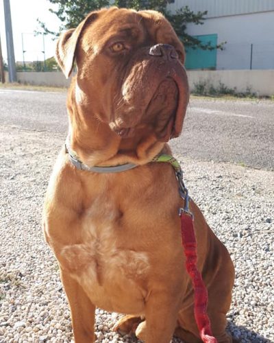 Dog de Bordeaux