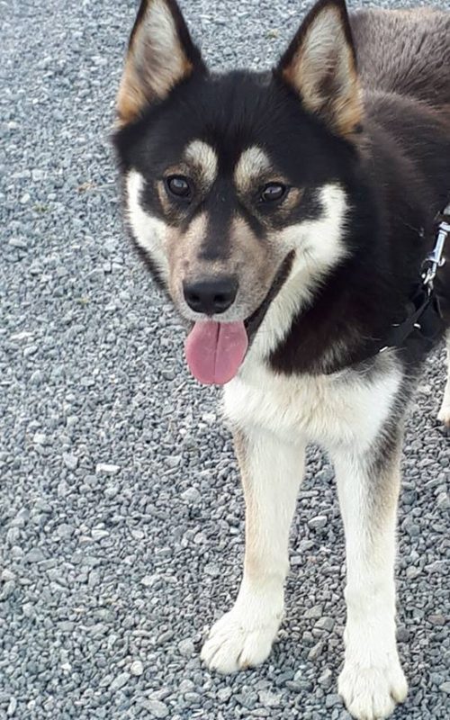 Mâle Husky croisé Border Collie