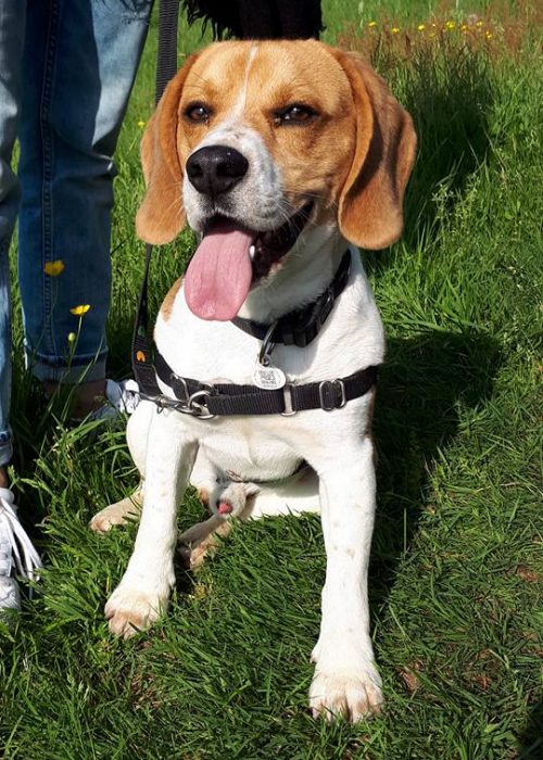 Mâle Beagle