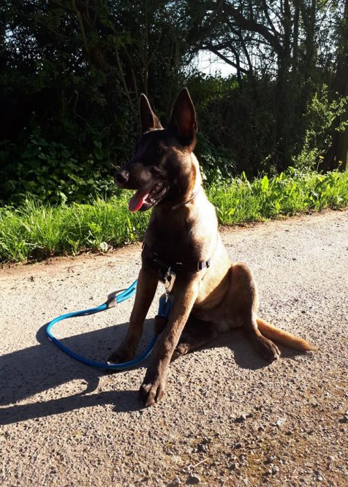 Mâle Berger Belge Malinois