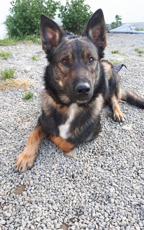 Mâle Berger Belge Malinois croisé Berger Australien