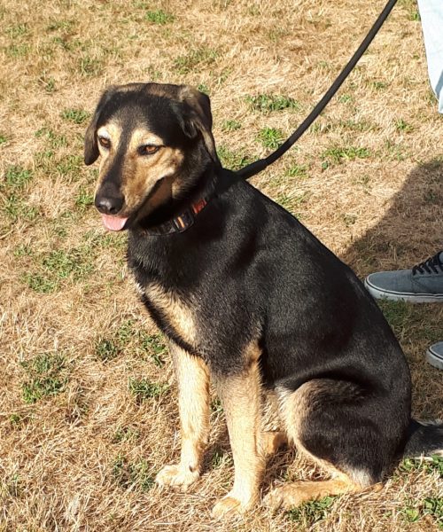 Croisement de beauceron femelle
