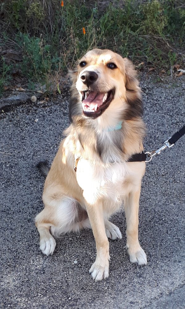 Croisement de border collie et golden retriever