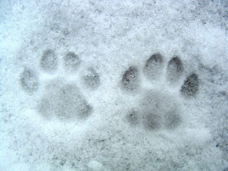 Le sel de déneigement et la neige