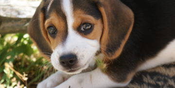 Chiot Beagle de FACE