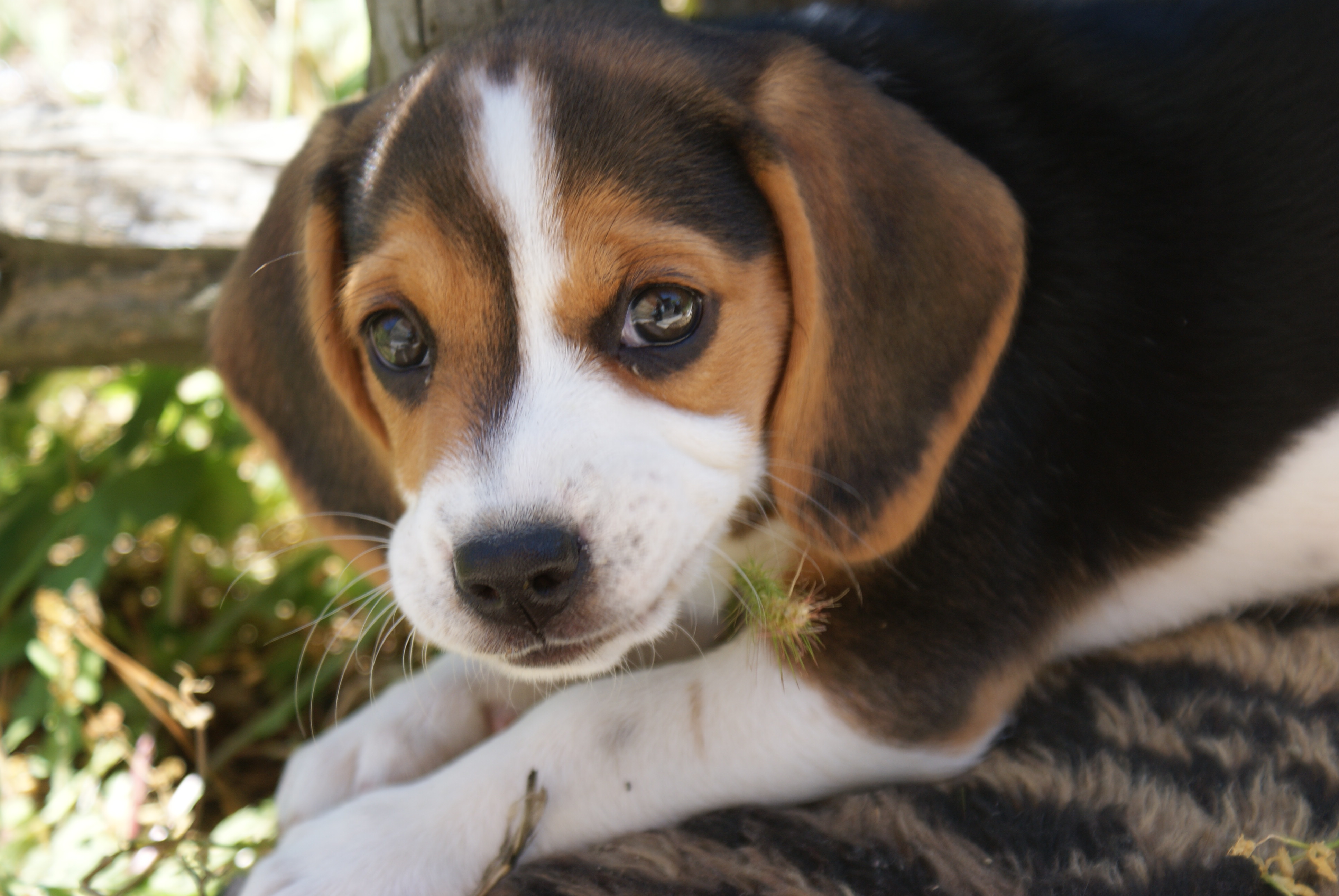 Chiot Beagle de FACE