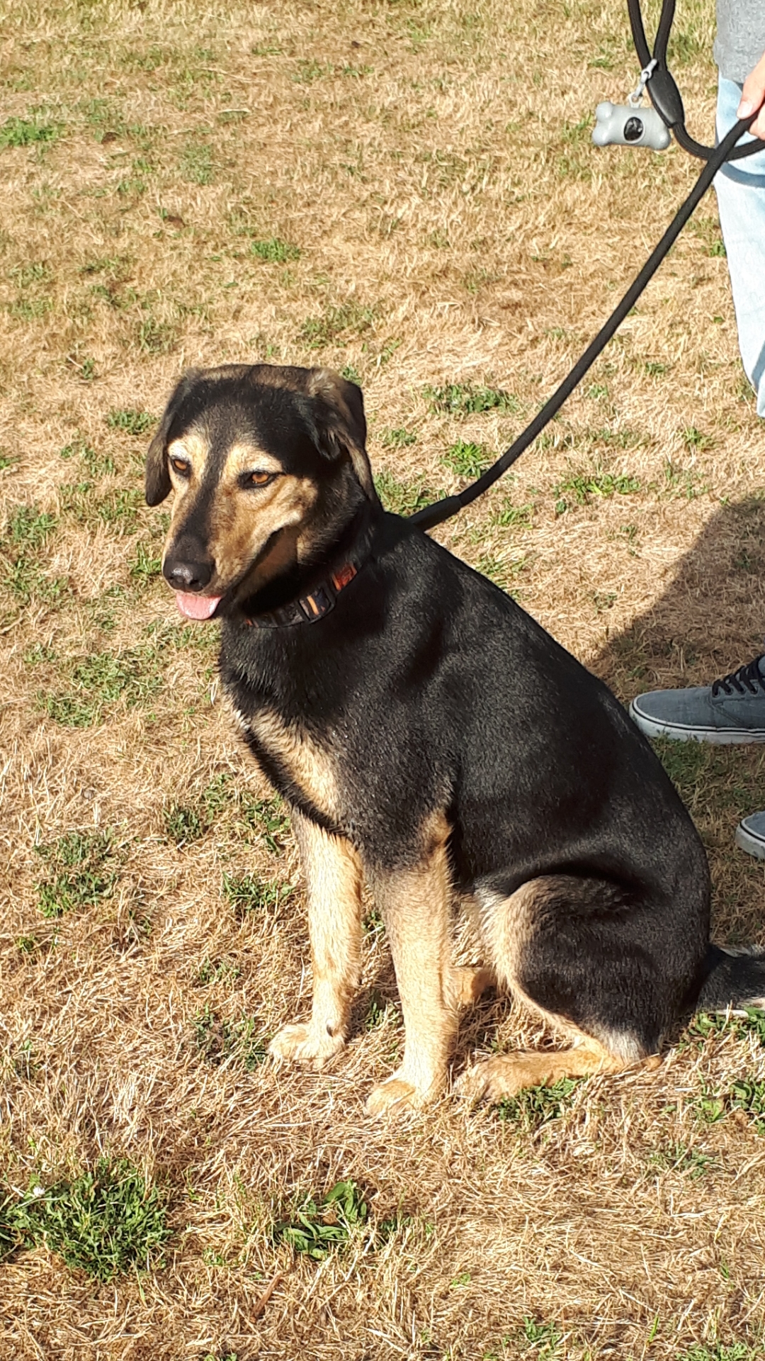 Croisement de beauceron femelle