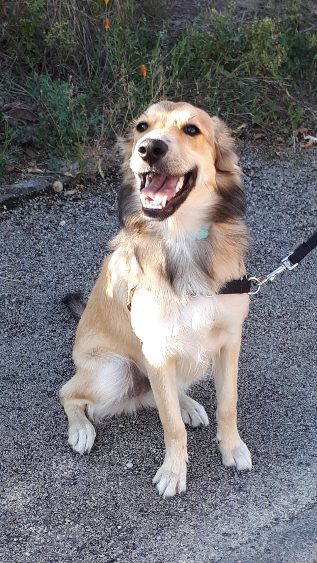 Croisement de border collie et golden retriever