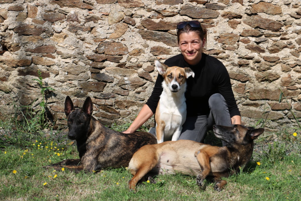 Berger Australien, Border Collie, Berger Belge Malinois et Berger Hollandais