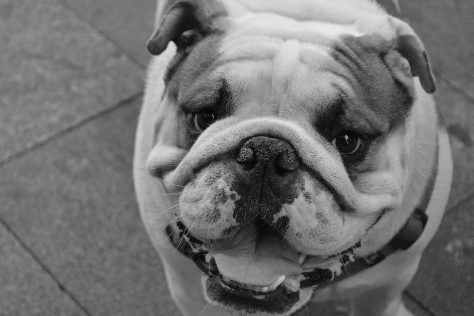 Oggy – Chien Bouledogue Anglais Bouledogue, Bouledogue anglais, chien de compagnie, bulldog, bulldog anglais