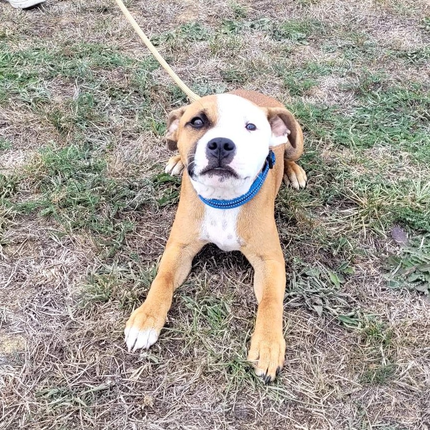 Staffie