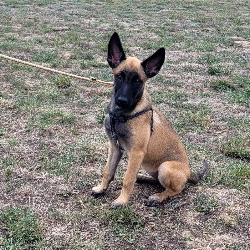 Berger Belge Malinois