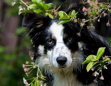 L’éducation de mon chien, quand ? quoi ?