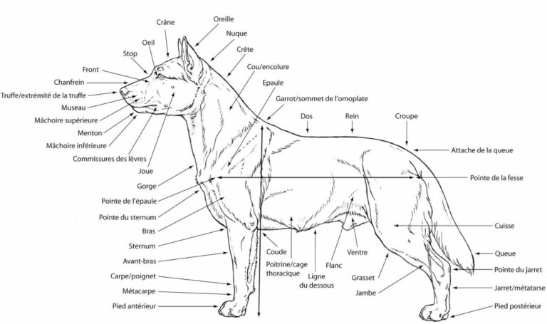 Les classifications