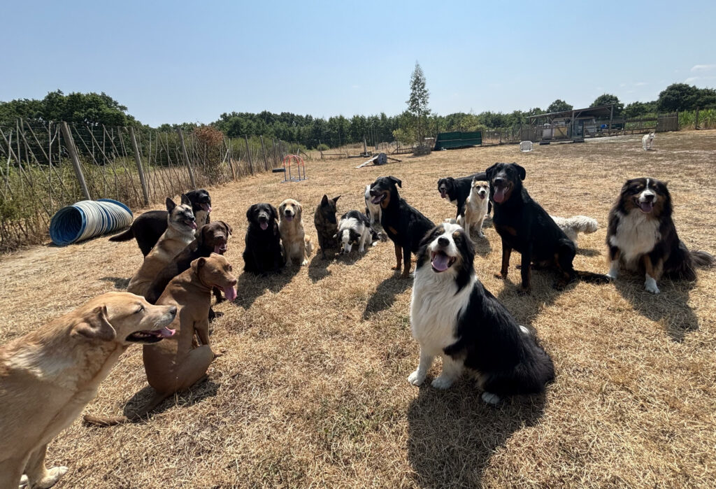 chiens en garderie canine