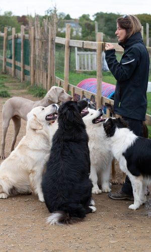 Lors d'une garderie journalière, afin d'éviter la protection de ressource et attendre, les chiens doivent s'asseoir pour obtenir une friandise