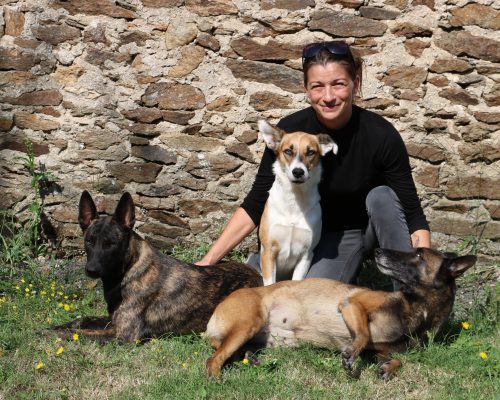 Berger Australien, Border Collie, Berger Belge Malinois et Berger Hollandais